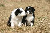 BERGER AUSTRALIEN PUPPIES 891